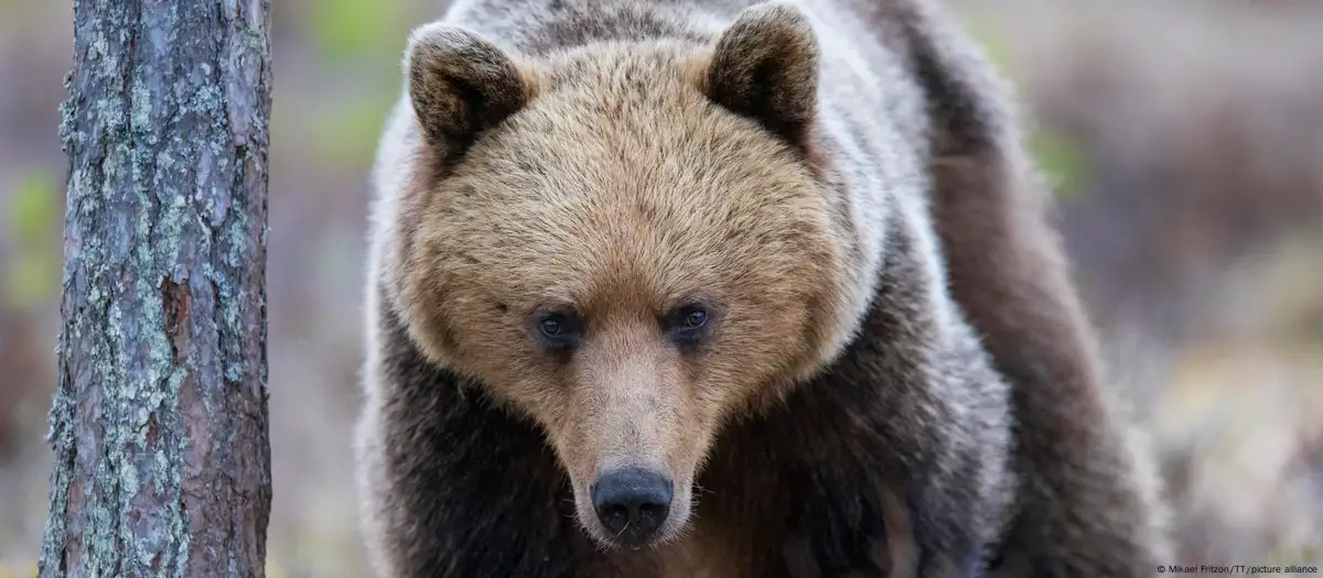 Oso pardo. Foto: DW.