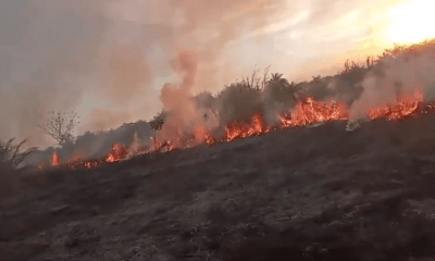 Incendio forestal. Foto: Captura.