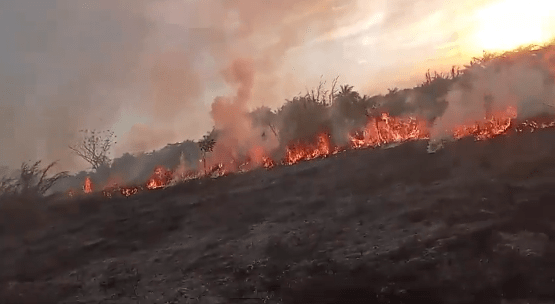 Incendio forestal. Foto: Captura.