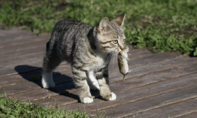 Gato cazando ratón. Foto: Infobae.