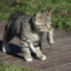 Gato cazando ratón. Foto: Infobae.