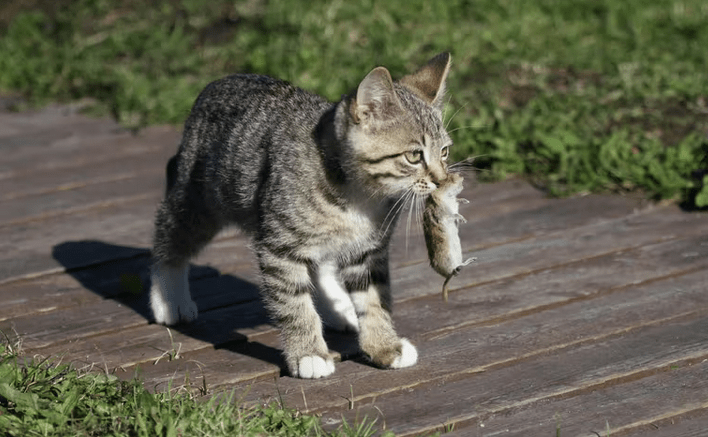 Gato cazando ratón. Foto: Infobae.