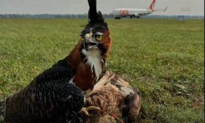 Aves de cetrería en el aeropuerto. Foto: Gentileza.