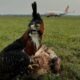 Aves de cetrería en el aeropuerto. Foto: Gentileza.