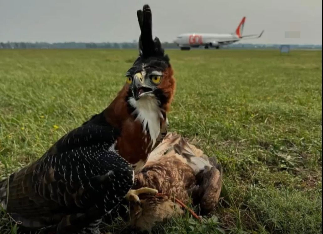 Aves de cetrería en el aeropuerto. Foto: Gentileza.