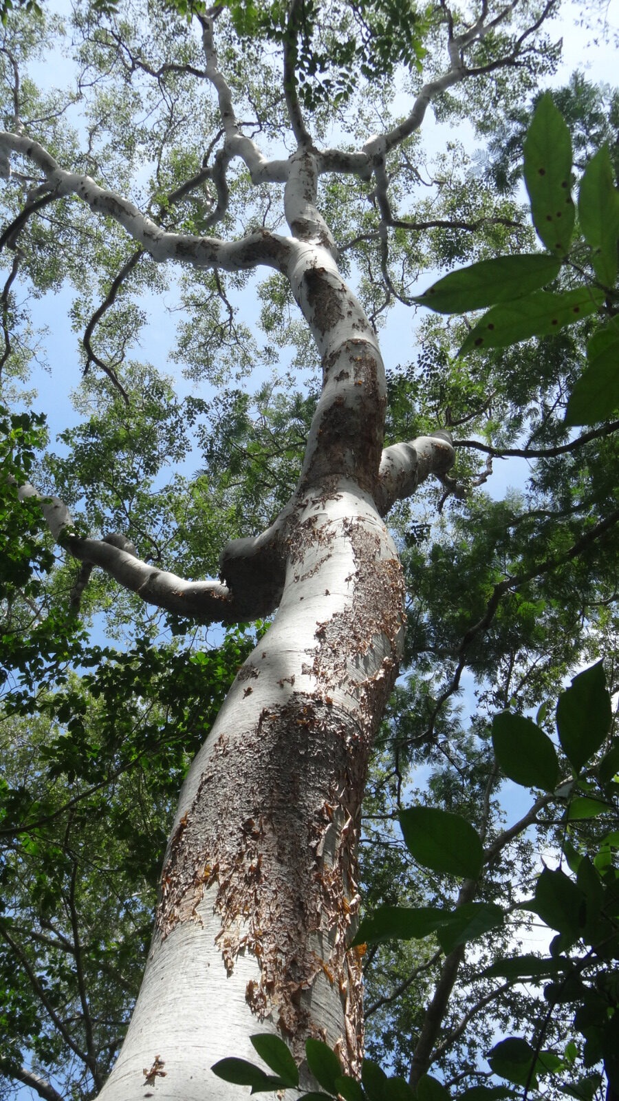 Roble criollo Amburana cearensis. Foto: Rebeca Irala.