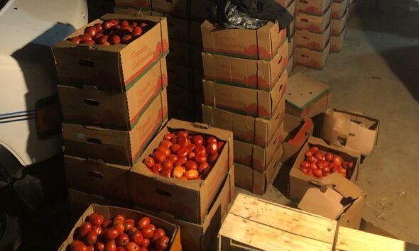 Tomate de contrabando. Foto: Ministerio Público.