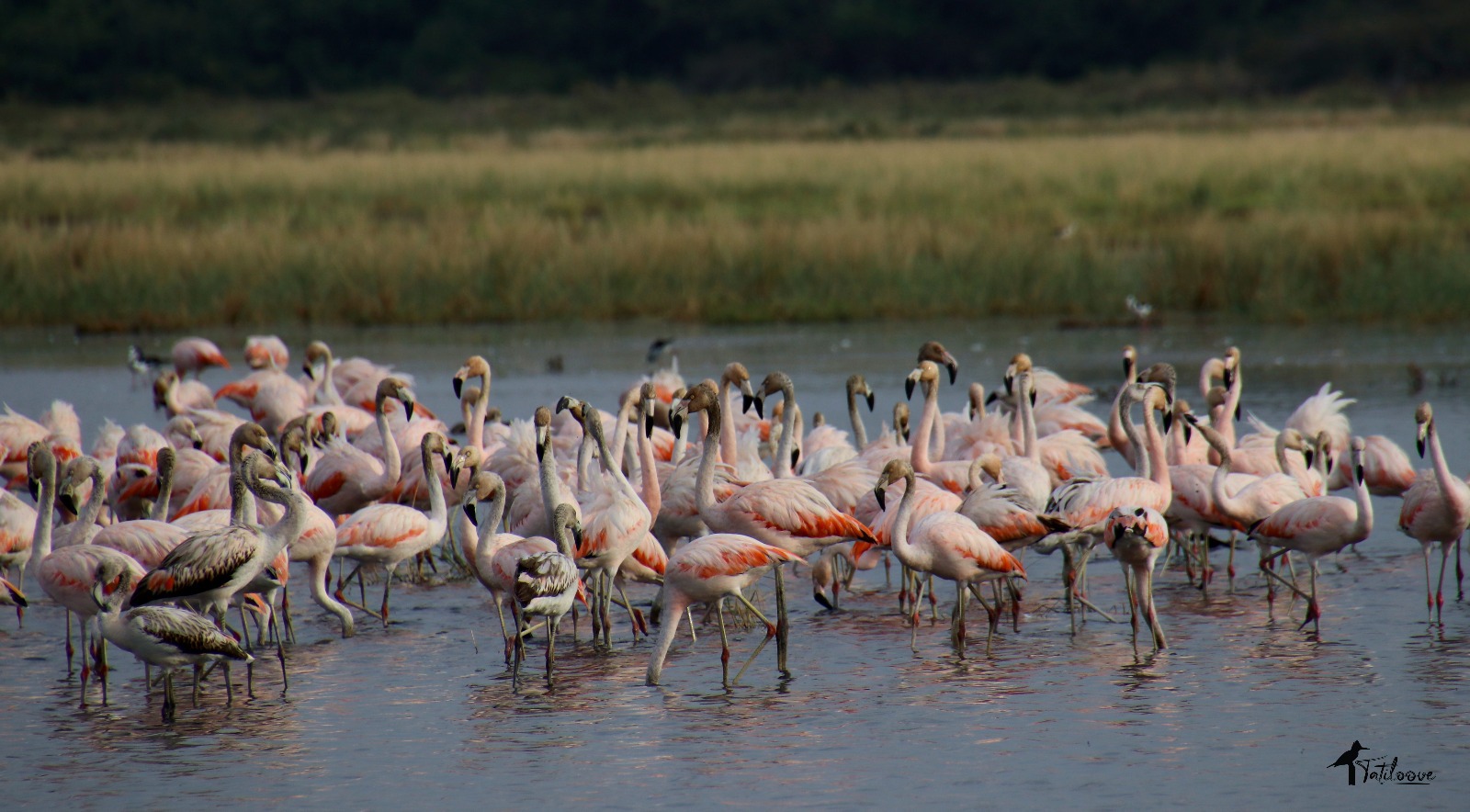 Flamencos de lagunas saladas. Foto: Tatiana Galluppi.