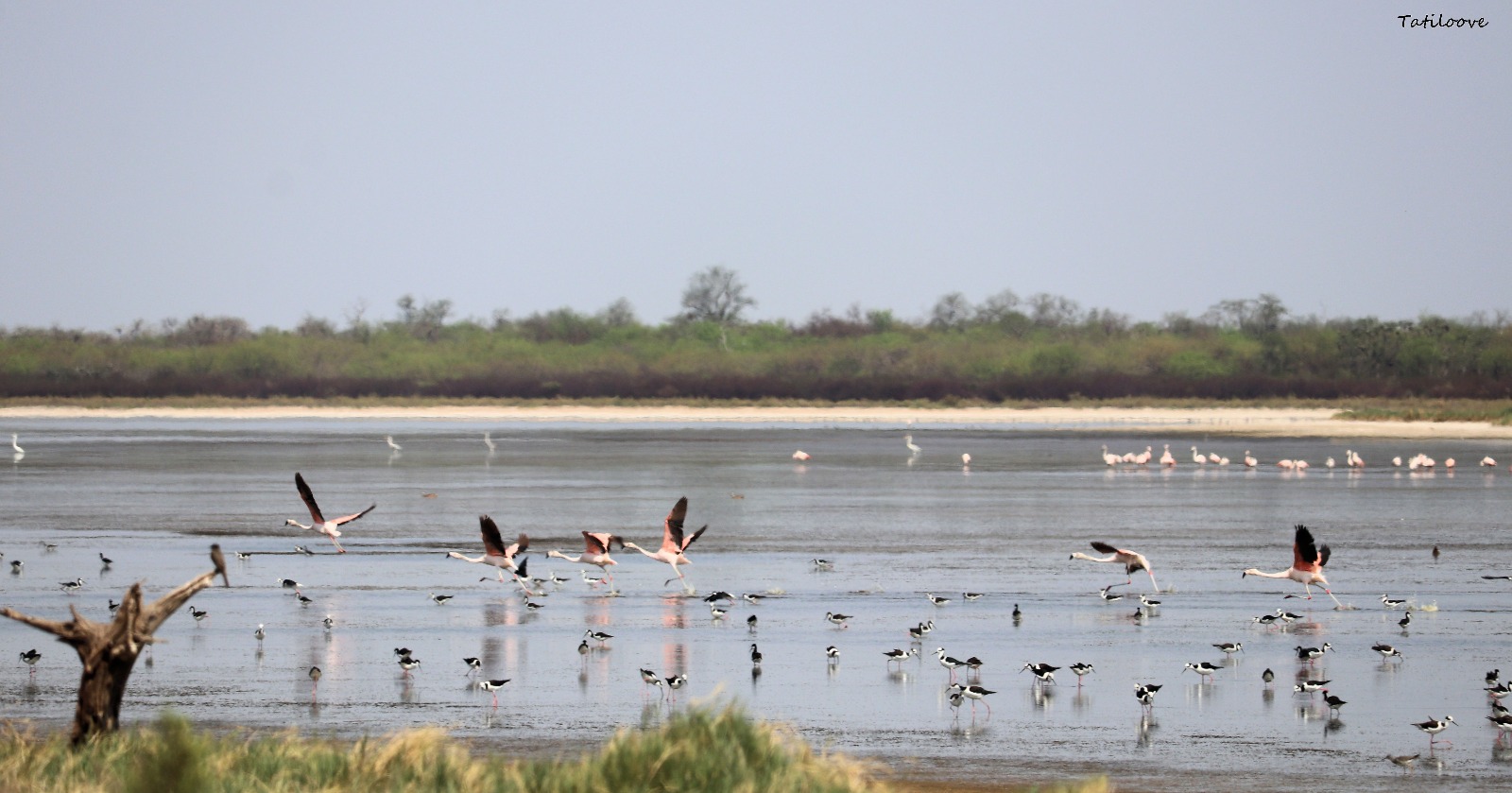 Lagunas saladas con flamencos y teros reales. Foto: Tatiana Galluppi.