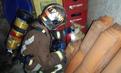 Rescatan a perritos en Ypane. Foto: Gentileza.