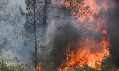 Incendio forestal en California, Estados Unidos. Foto: ayfun Coskun/Anadolu/picture alliance.