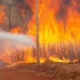 Incendio forestal. Foto: JOEL SILVA/DW