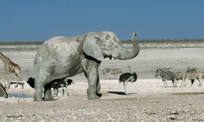 Animales salvajes. Foto: Huetter, C./Arco Images GmbH/picture alliance