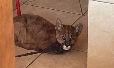 El felino estaba completamente desnutrido. Foto: Gentileza.