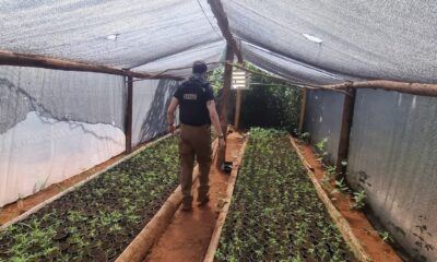 Operación Turc realizado por la Senad - Plantación de marihuana. Foto: Senad.