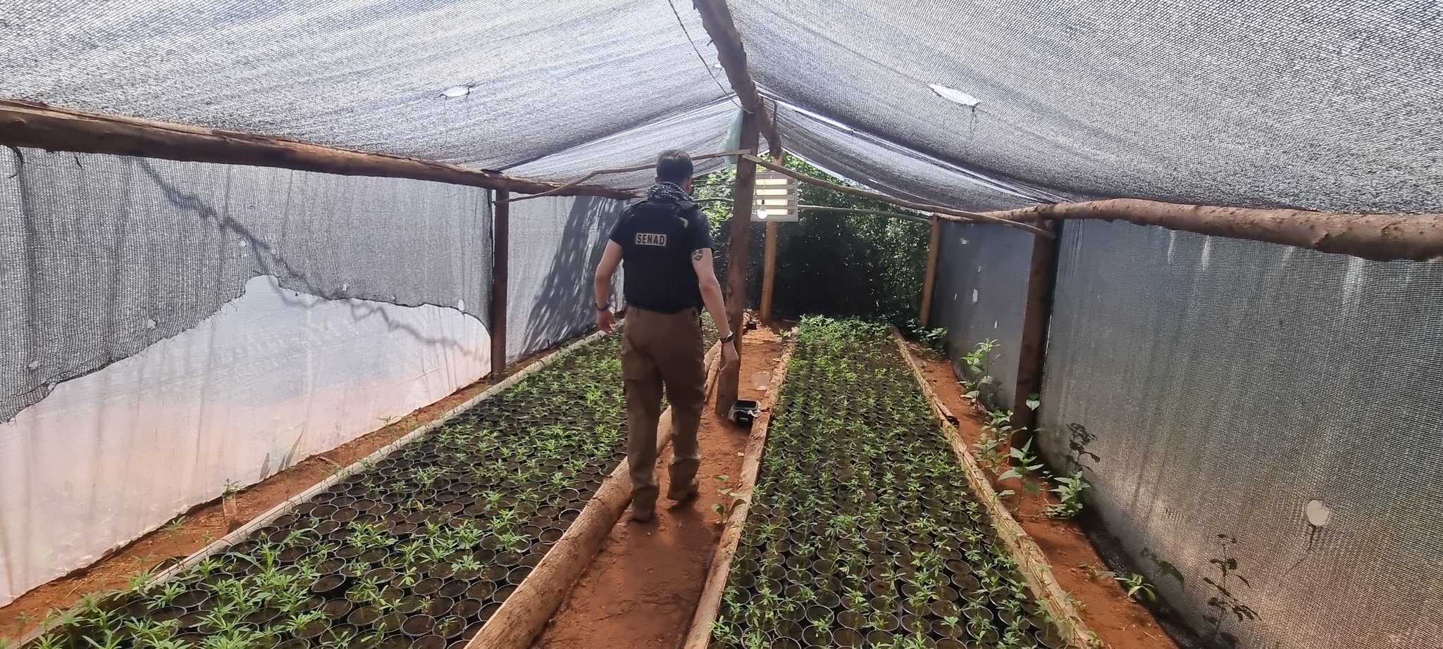 Operación Turc realizado por la Senad - Plantación de marihuana. Foto: Senad.