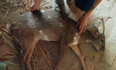 Rescataron a ejemplar de venado. Foto: Holger Bergen.