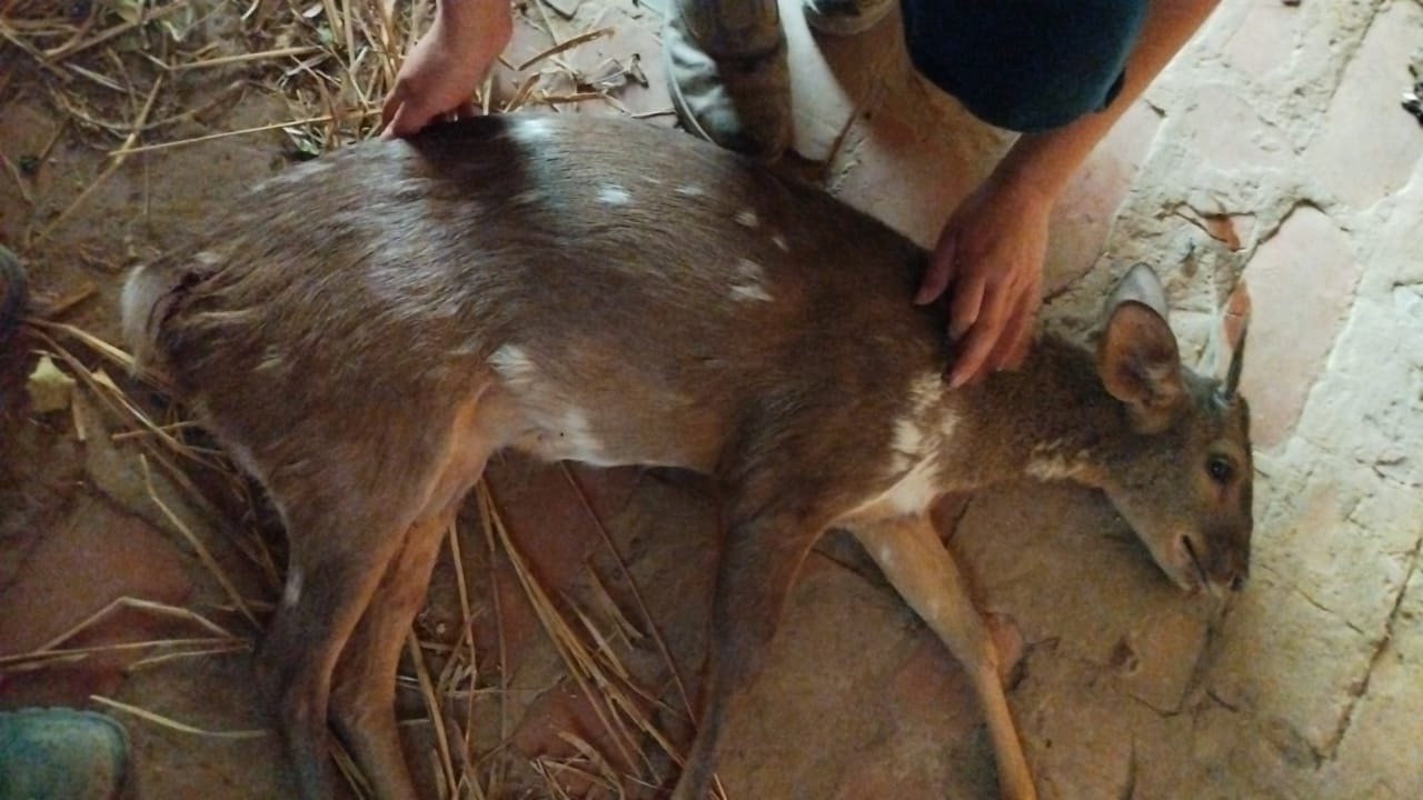 Rescataron a ejemplar de venado. Foto: Holger Bergen.