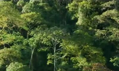 "Érase una vez un bosque". Captura de video