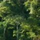 "Érase una vez un bosque". Captura de video