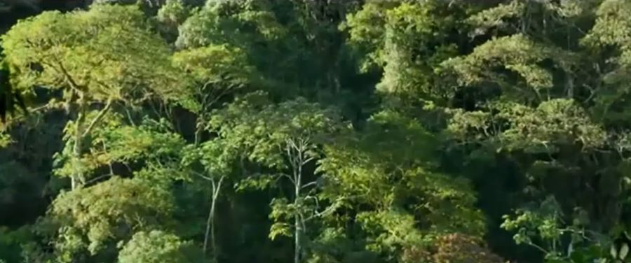 "Érase una vez un bosque". Captura de video