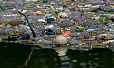 La investigación identificó plástico en los estómagos de más de 200 especies marinas. Imagen: MARVIN RECINOS/AFP/DW