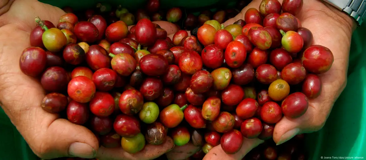 Granos de café. Foto: Joana Toro/dpa/picture alliance