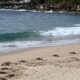 Las primeras bolas de alquitrán aparecieron el martes en la playa de Coogee, en Randwick. Imagen: Steven Markham/AAP/dpa/picture alliance