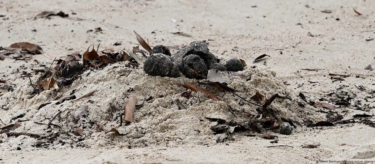 Bolas negras en la playa de Sidney. Imagen: Steven Markham/AAP/dpa/picture alliance