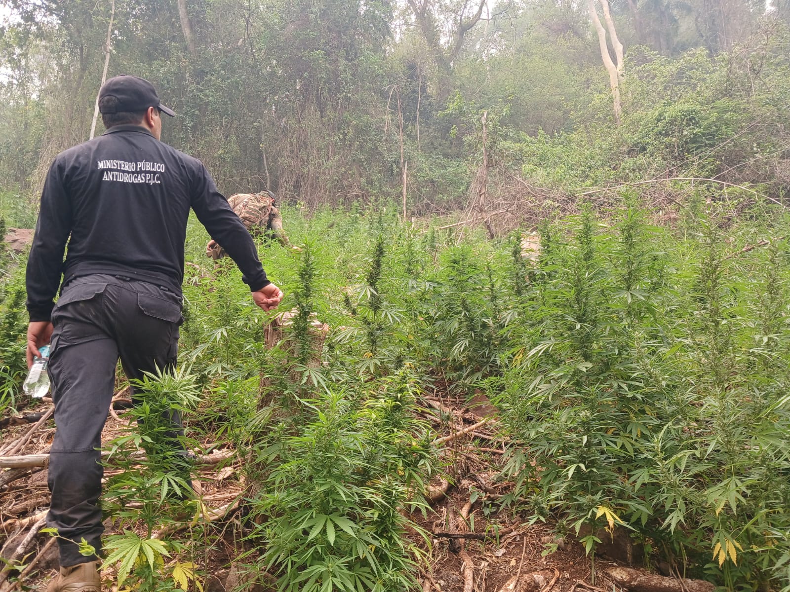 Plantación de marihuana. Foto: Senad.