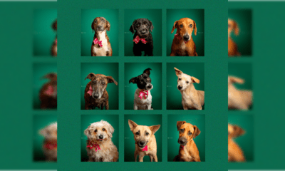 Perritos en adopción. Foto: Defensa Animal.