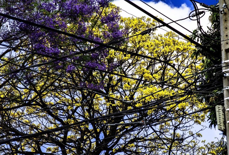 Fotografía de la muestra "Ciudad enramada", de Raúl Stelatto. Cortesía