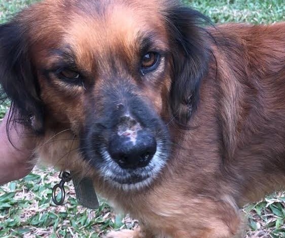 El pequeño Toby fue rescatado por los vecinos. Foto: Gentileza.