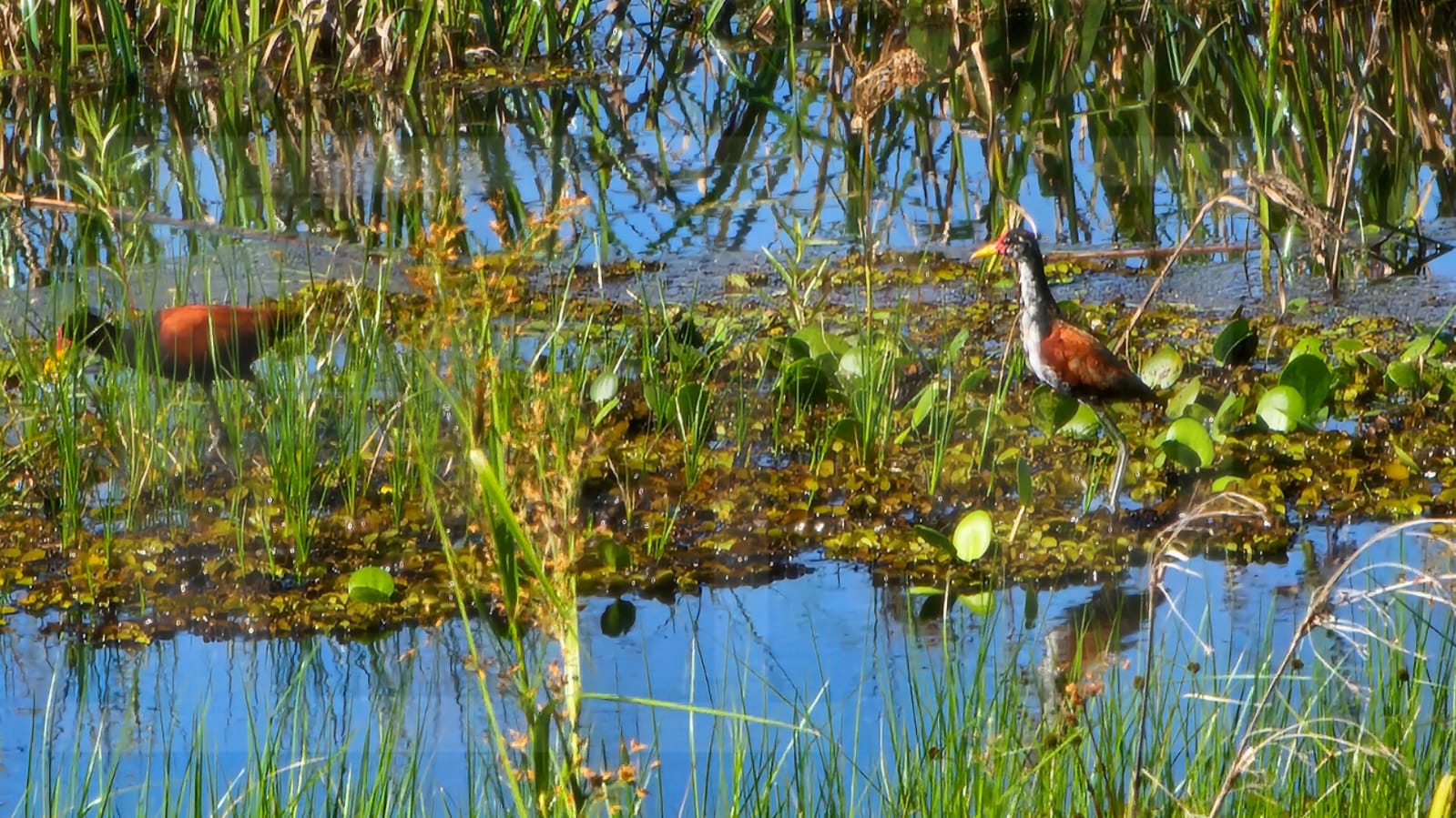 Un pequeño charco es un gran ambiente para estas jacanas. Foto: Alberto Yanosky.