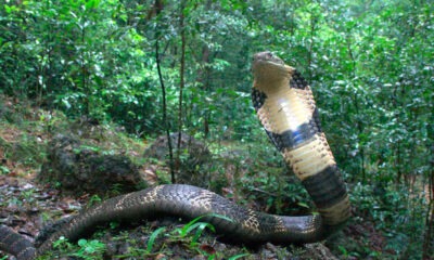 Cobra venenosa. Científicos descubren una nueva especie de serpiente de 3 metros de largo. Foto: Infobae.