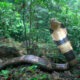 Cobra venenosa. Científicos descubren una nueva especie de serpiente de 3 metros de largo. Foto: Infobae.