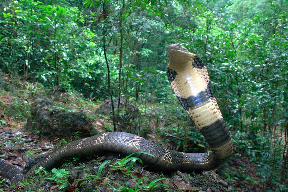 Cobra venenosa. Científicos descubren una nueva especie de serpiente de 3 metros de largo. Foto: Infobae.