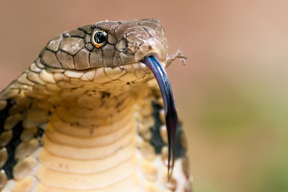 La cobra real Western Ghats habita en una de las regiones más biodiversas del mundo: los bosques montañosos del sur de India, conocidos como los Ghats Occidentales (Benjamin Michael Marshall / Flickr)