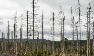 Alrededor del 90% de los abetos están muertos o moribundos en la región alemana de Harz. Foto: DW