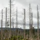 Alrededor del 90% de los abetos están muertos o moribundos en la región alemana de Harz. Foto: DW