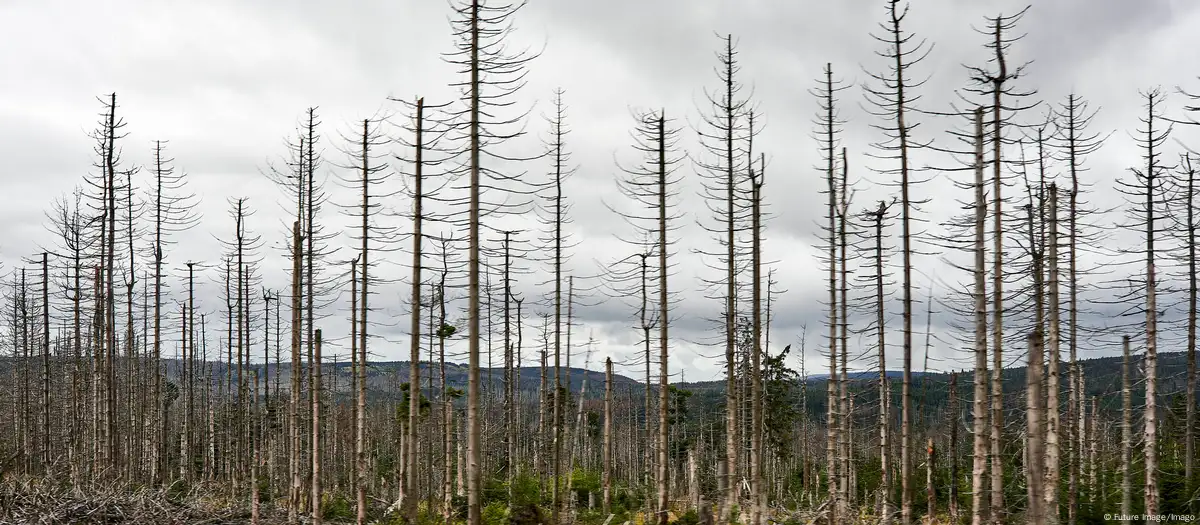 Alrededor del 90% de los abetos están muertos o moribundos en la región alemana de Harz. Foto: DW