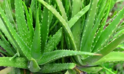 Aloe vera. Foto: TyC