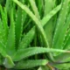 Aloe vera. Foto: TyC