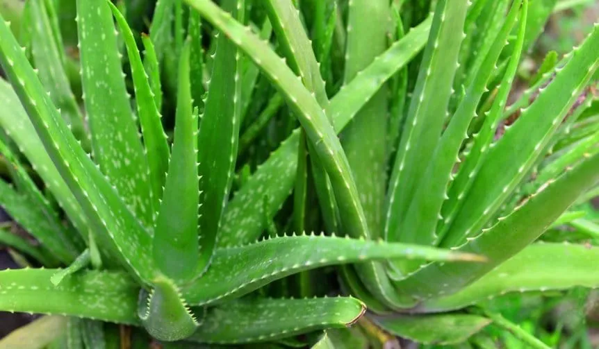 Aloe vera. Foto: TyC