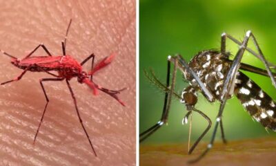 Se trata del uso de la técnica del insecto estéril que ya se ha usado contra la mosca de la fruta. Foto: Captura