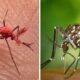 Se trata del uso de la técnica del insecto estéril que ya se ha usado contra la mosca de la fruta. Foto: Captura