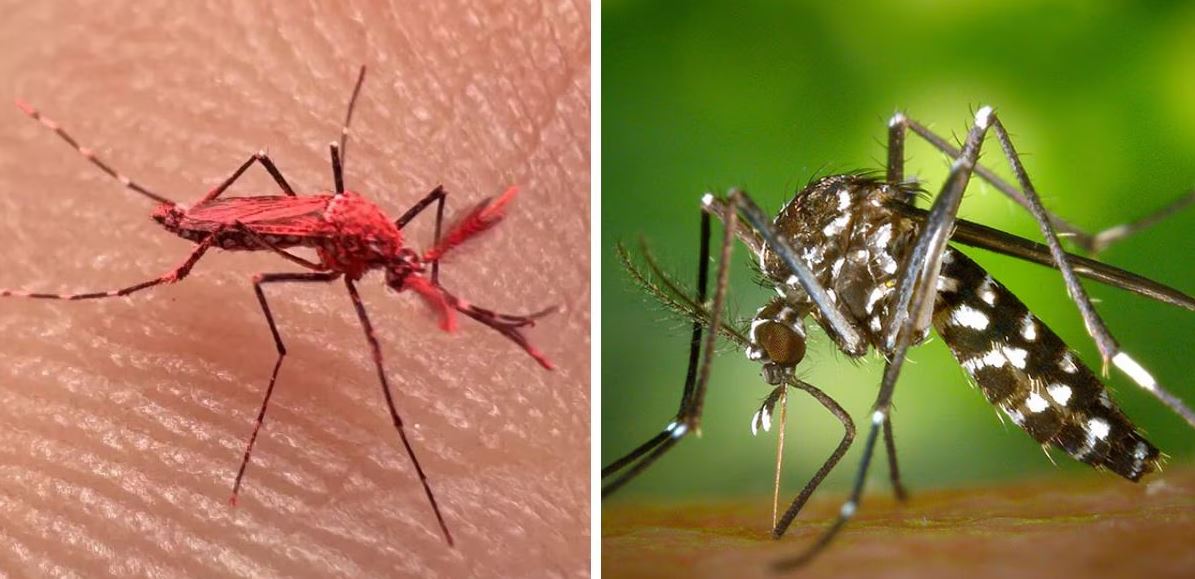 Se trata del uso de la técnica del insecto estéril que ya se ha usado contra la mosca de la fruta. Foto: Captura