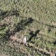 Niña desaparecida en un monte de La Pampa. Foto:Captura de pantalla