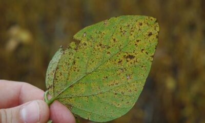 La roya de la soja es una enfermedad fúngica que afecta al cultivo de la soja y puede causar grandes pérdidas de rendimiento. Foto: Ilustrativa.