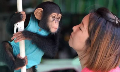 Primate junto a una humana. Foto:Rachen Sageamsak/Xinhua/imago imagen